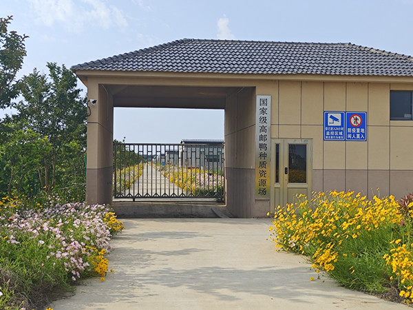 高郵麻鴨榮獲國家地理標(biāo)志證明商標(biāo) (2)_副本.jpg
